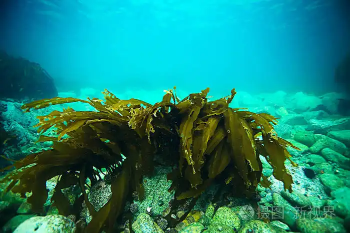 How Astaxanthin Powder Works as a Powerful Carotenoid